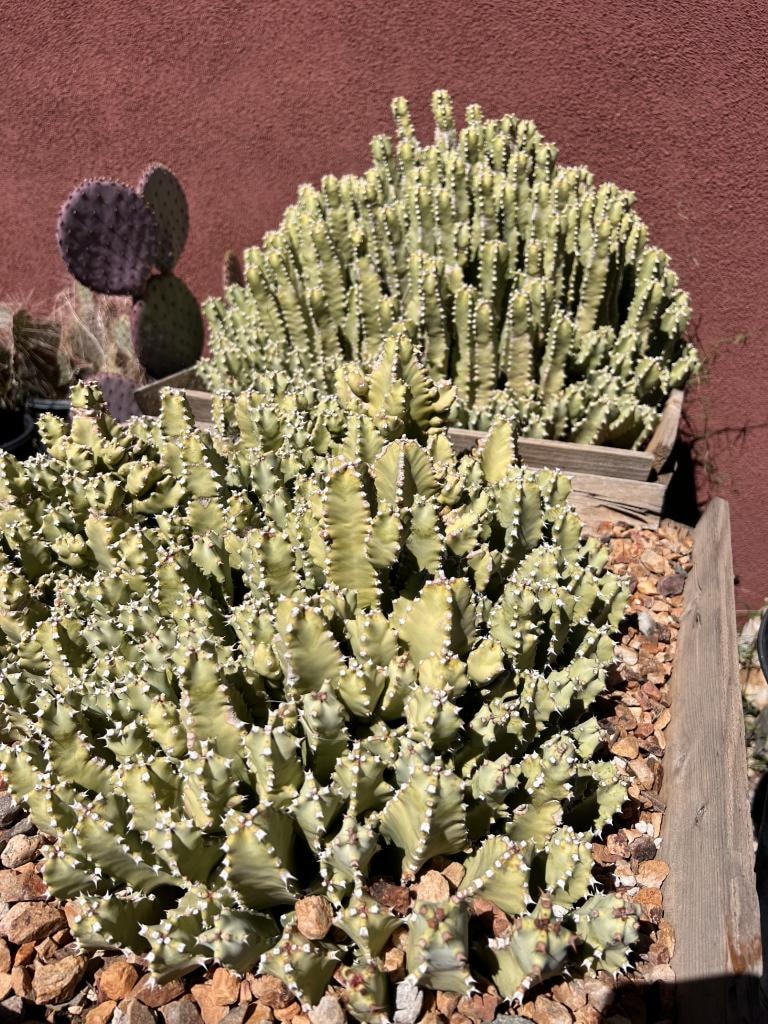 Moroccan Mound Cactus