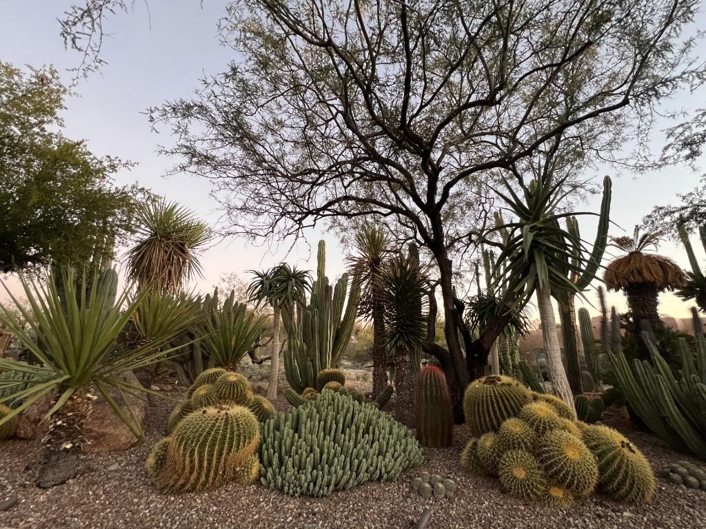 Desert botanical garden with cacti, yucca, and mature trees