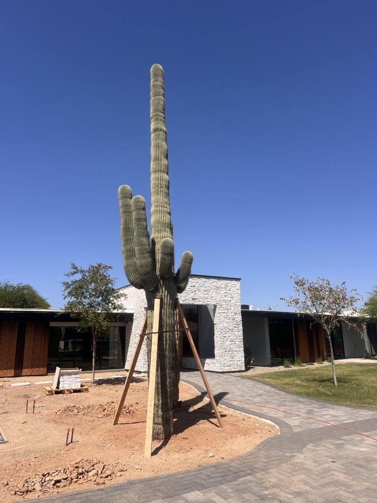 Large saguaro and modern desert landscaping at a building entrance