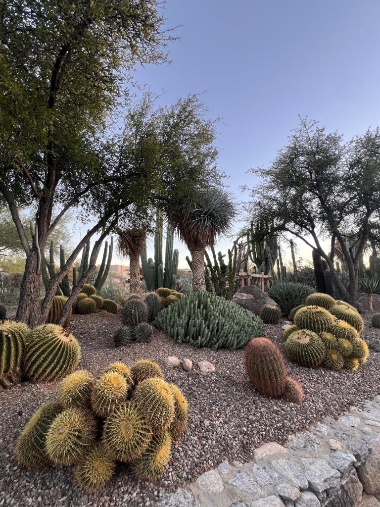 Desert botanical garden with cacti, succulents, trees, gravel, and stone landscaping
