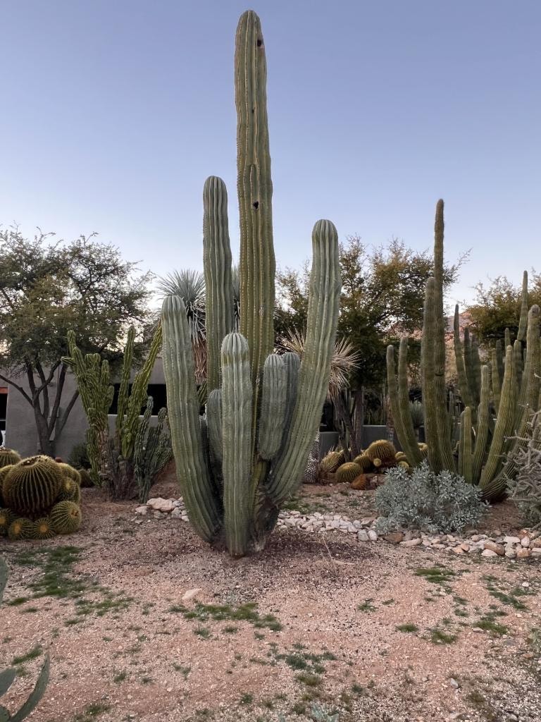 Desert cactus garden with tall columnar cacti, barrel cacti, and gravel