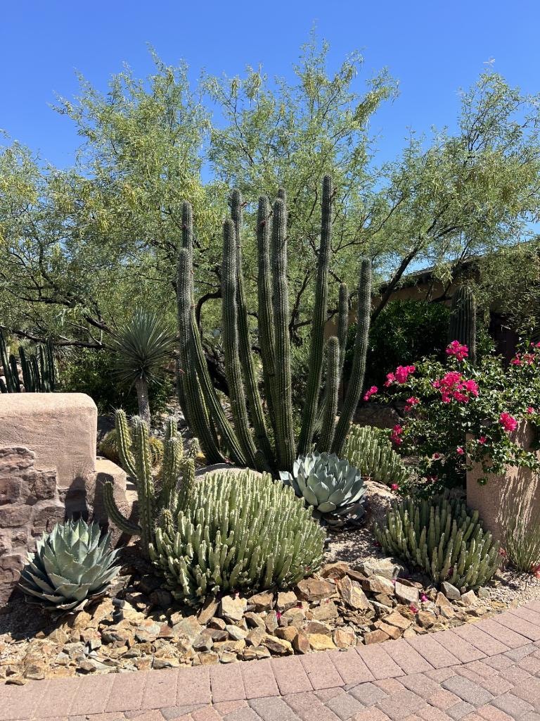 Desert garden with cacti, agave, flowering plants, rocks, and pavers