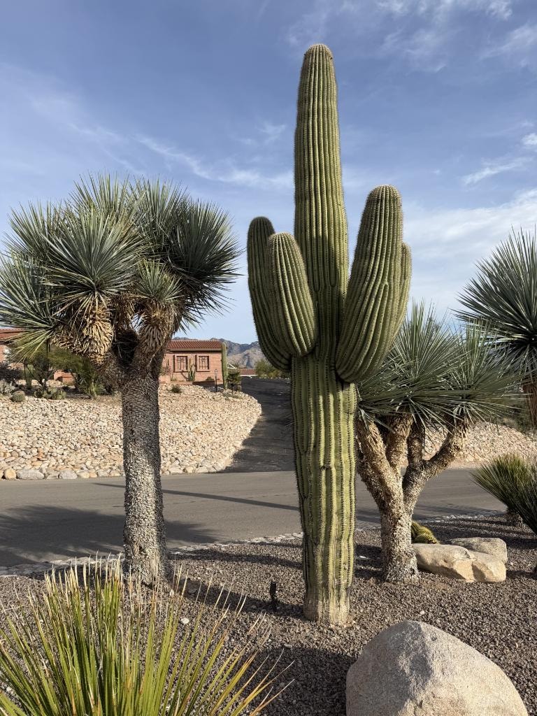 Residential desert landscaping with a large saguaro, yucca, and boulders
