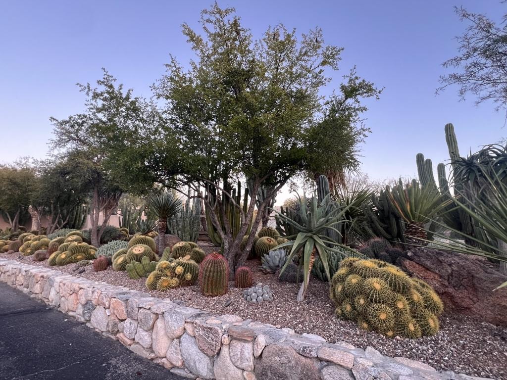Landscaped desert garden with cacti, succulents, trees, and stone border