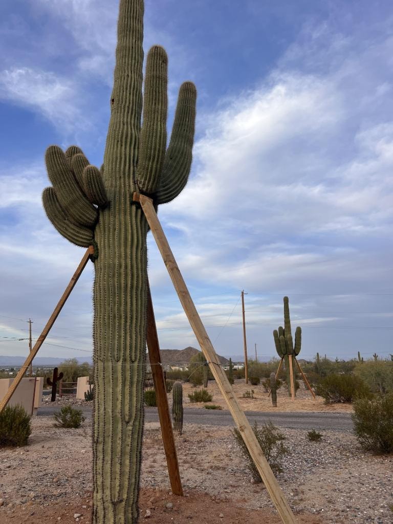 Large supported saguaro cactus in a desert landscape
