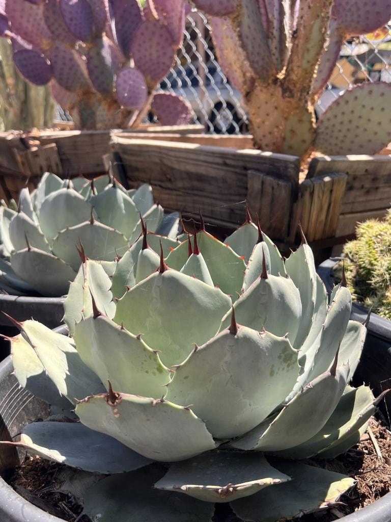 Agave