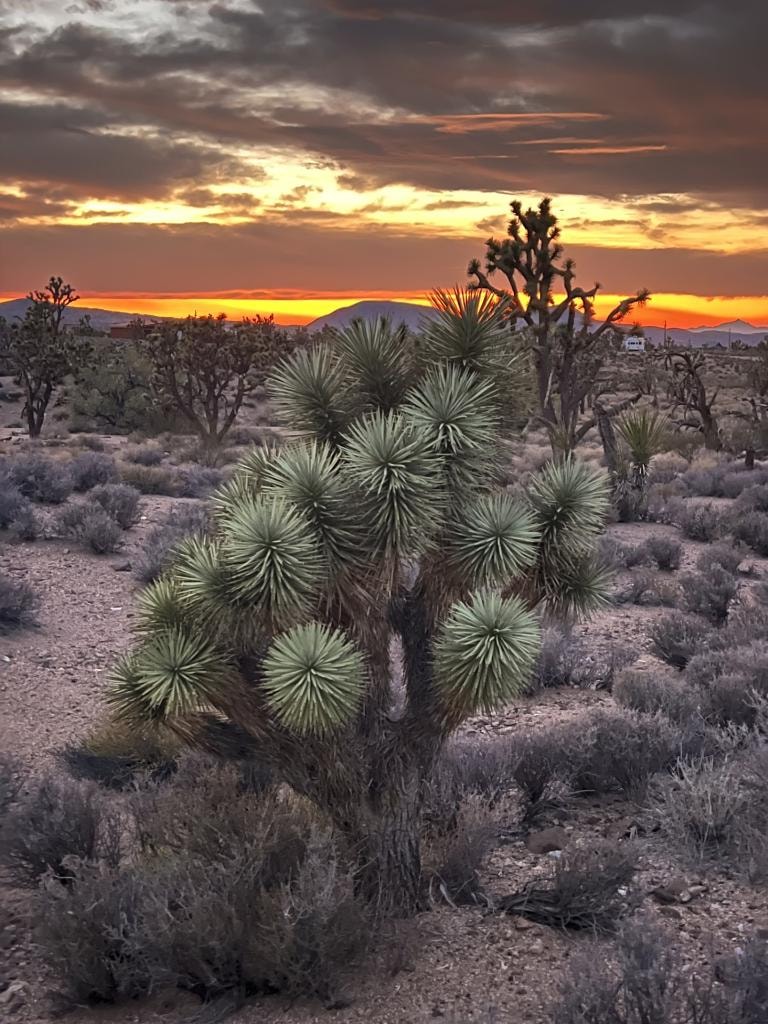 Joshua Tree