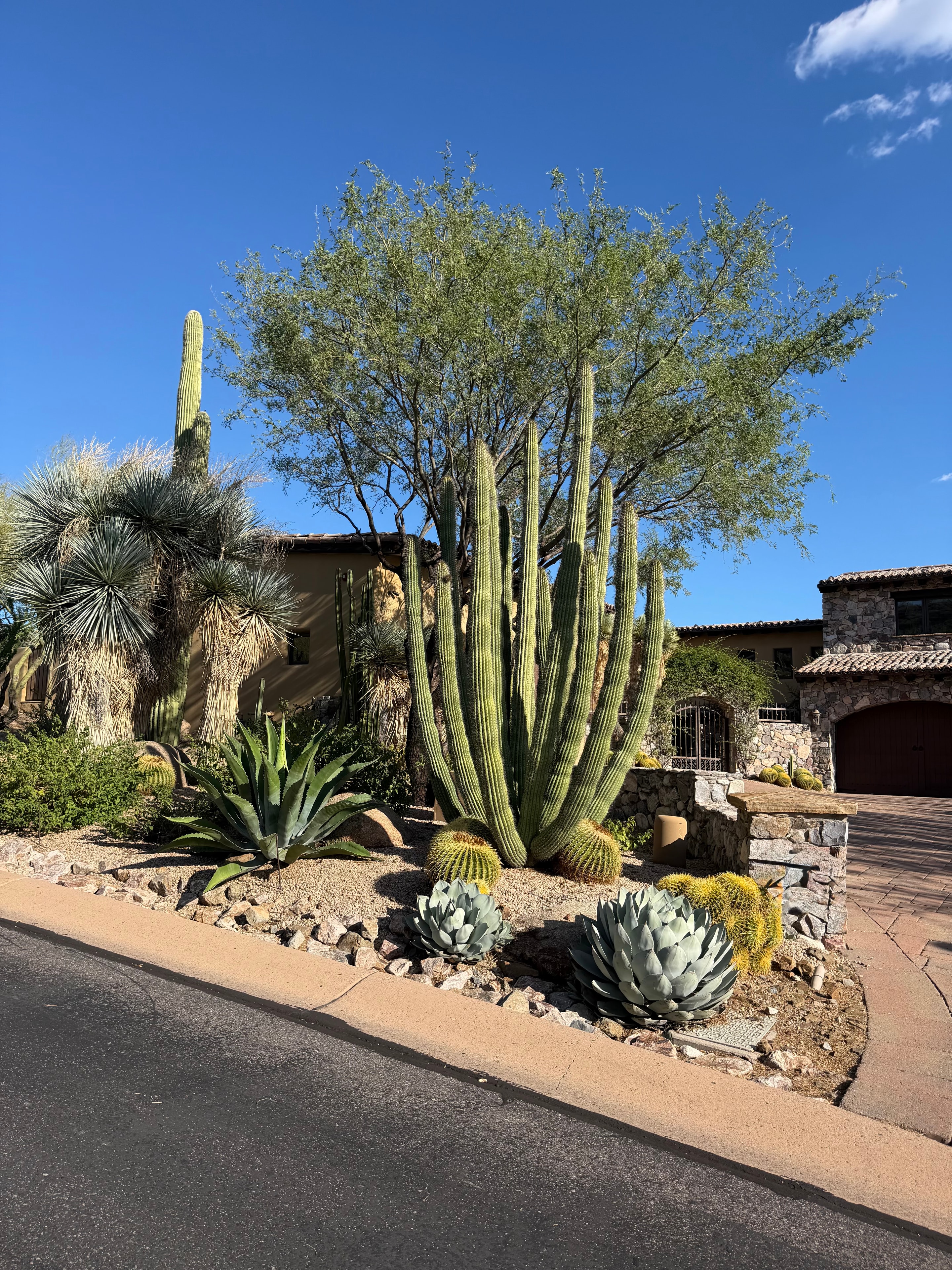 Organ Pipe Cactus