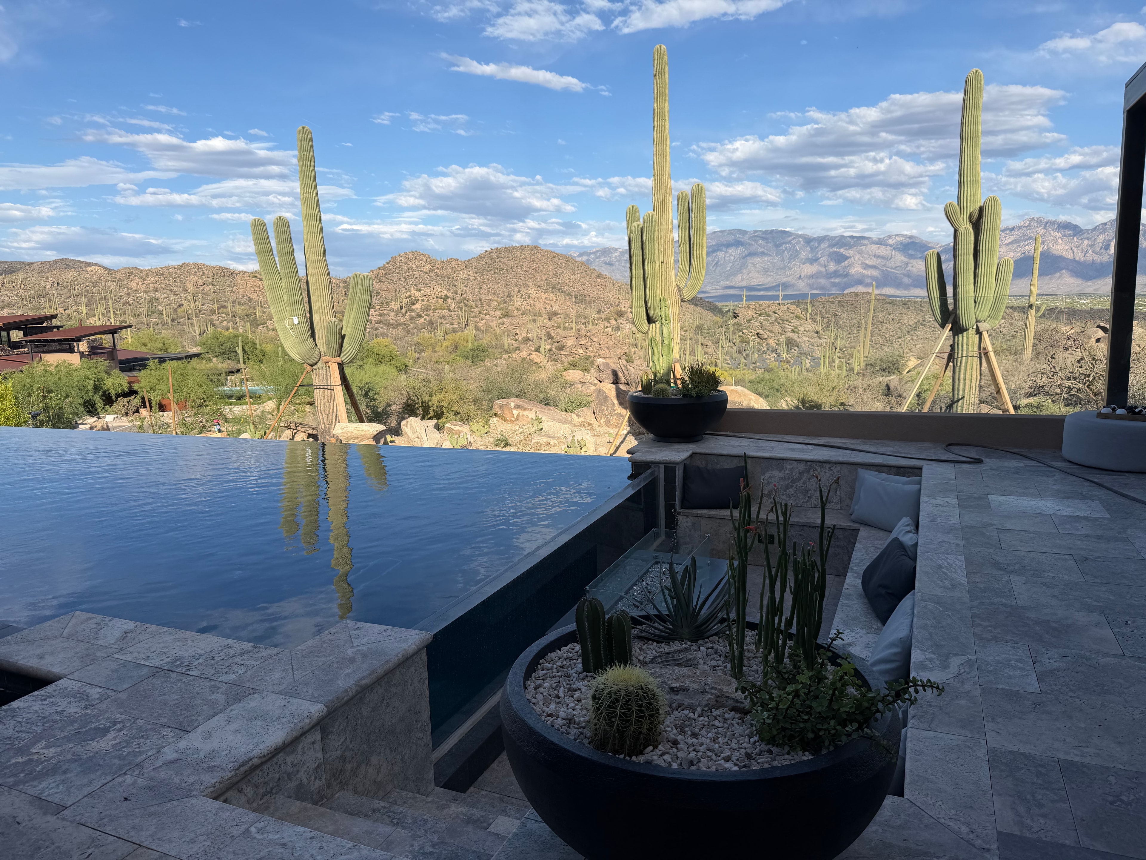 Saguaro